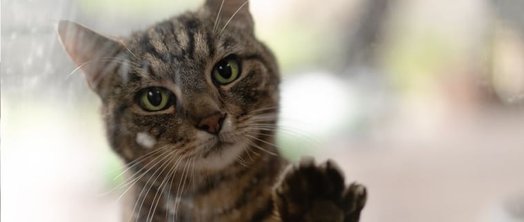 sentiments chez le chat